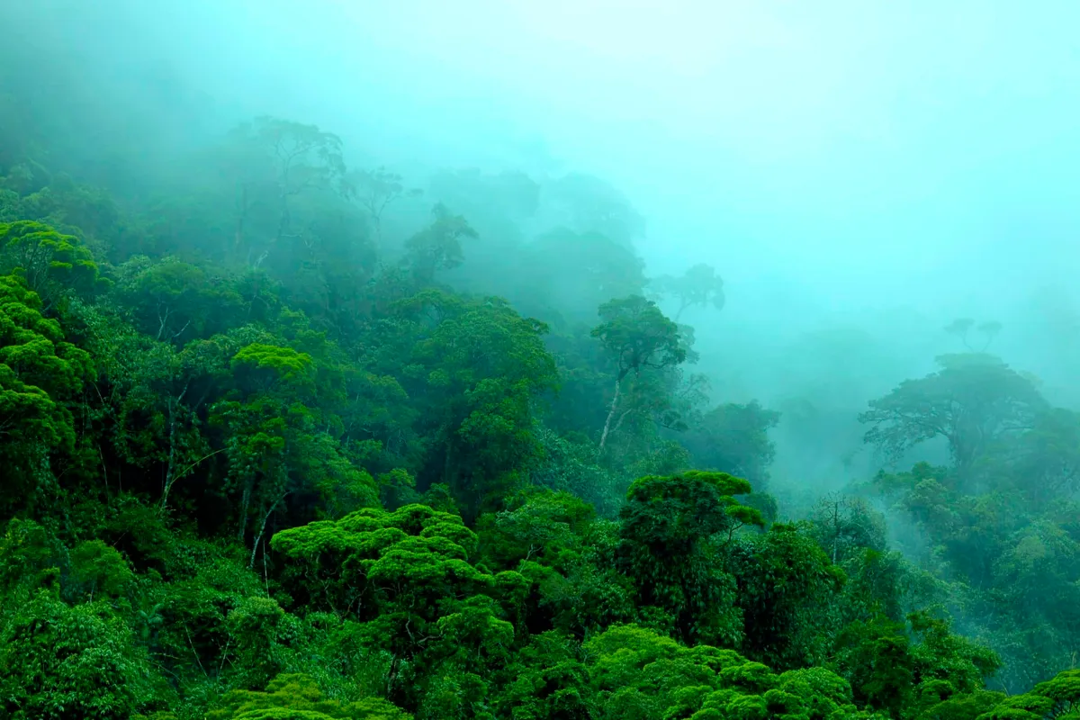 Amazonas växer — ny syn på skogens motståndskraft och roll som kolsänka