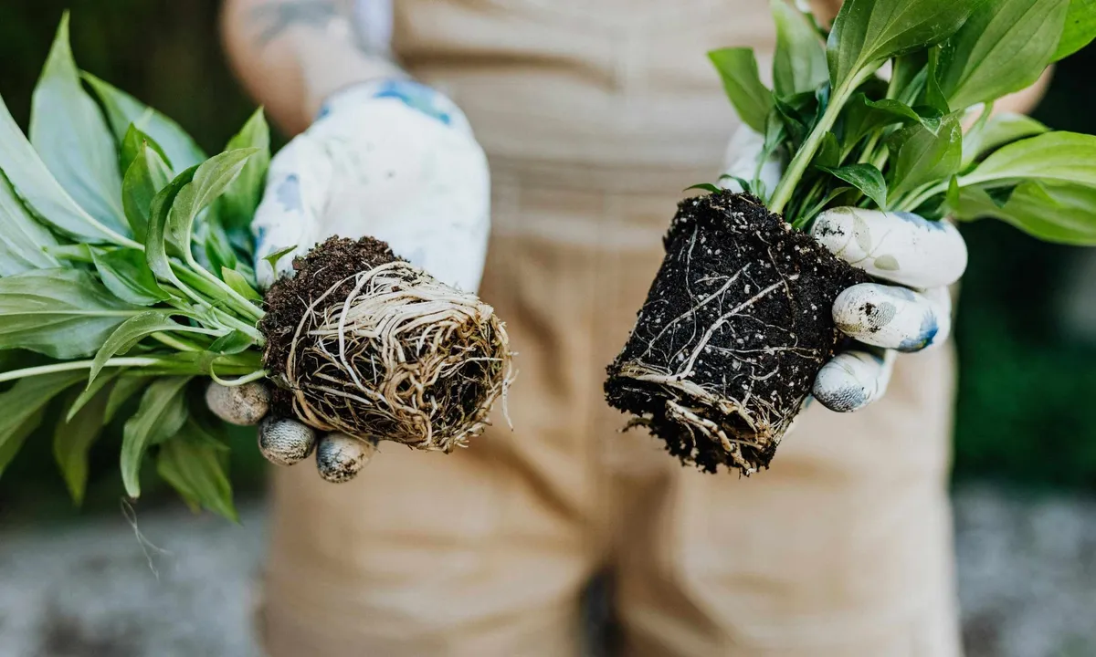 Bananskal som gödsel – oväntade fördelar för framtidens jordbruk