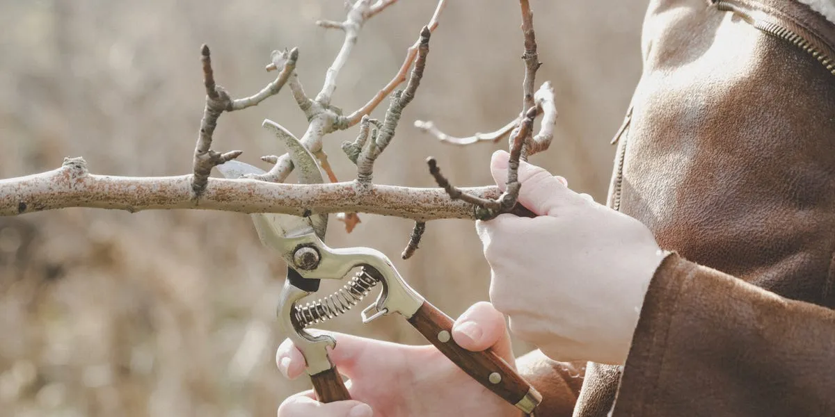 Januari — en perfekt tid för beskärning