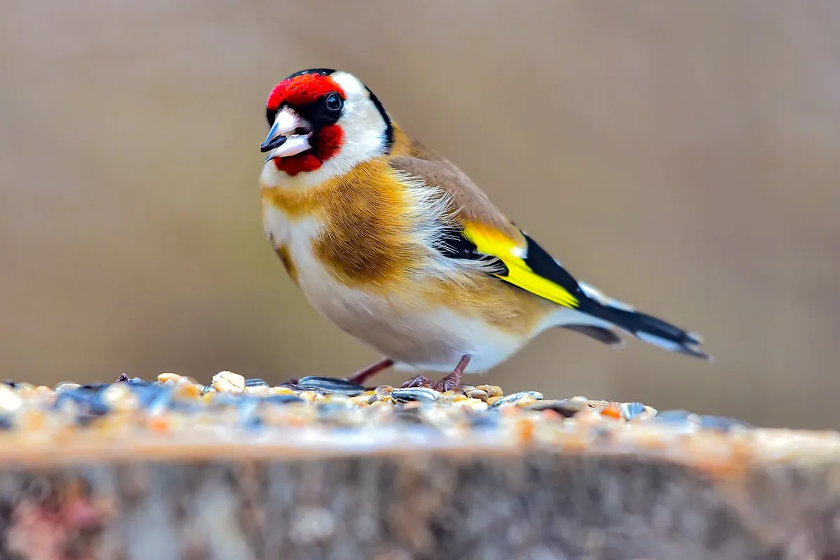 En oväntad gäst: den mystiska chardonneret élégant