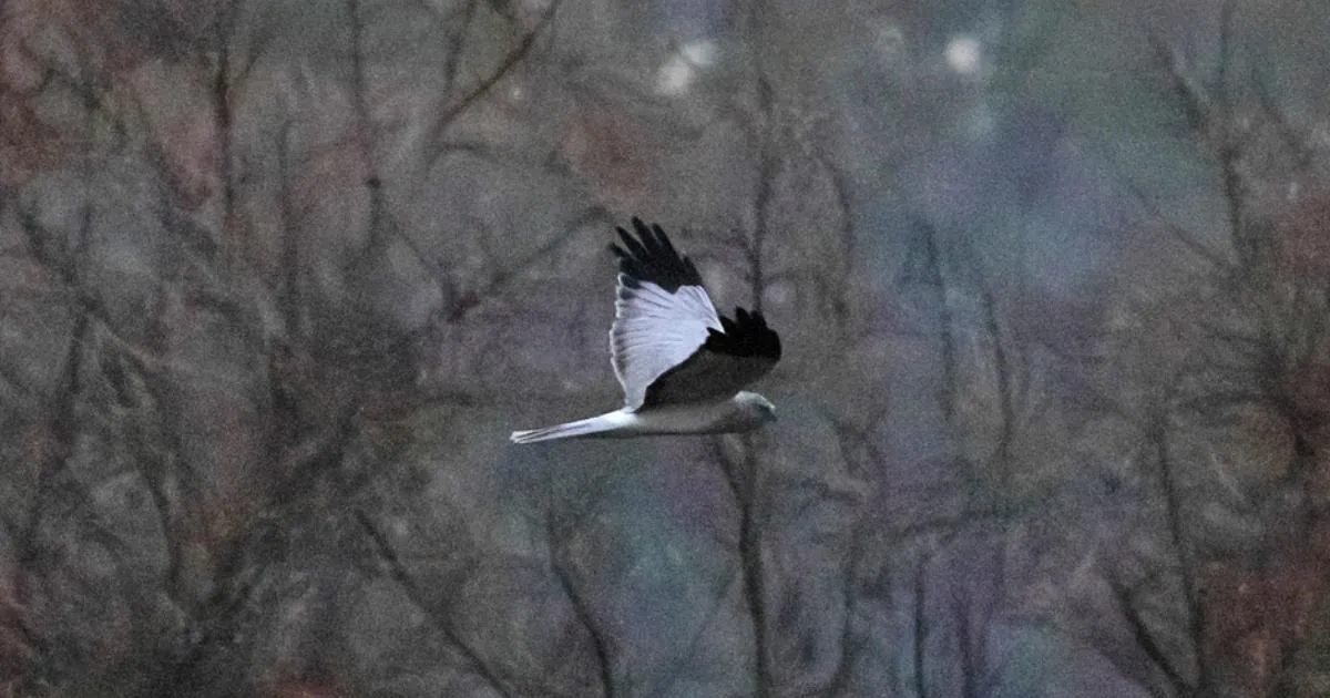 Sällsynt syn av rovfågel i Sussex våtmarker