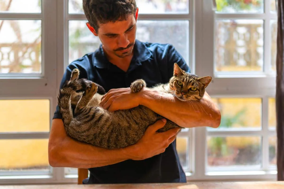 Katters minnesvärld — upptäck hur imponerande deras minne är