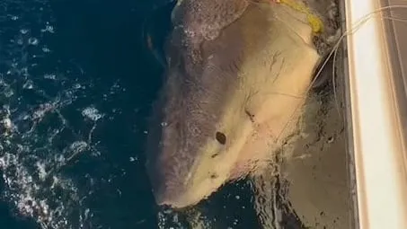 Contender: den största vita hajen som spåras av Ocearch