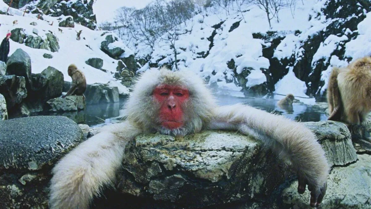 Japanska makaker använder varma källor för hälsa och överlevnad