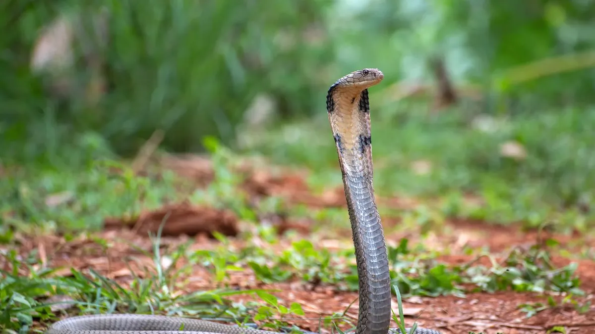 Tågande ormar i Indien: ny forskning belyser ekosystemens komplexitet