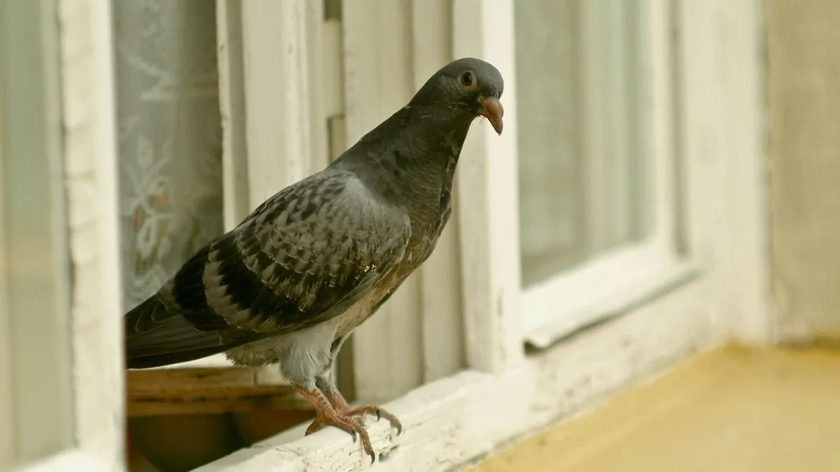 Duvans symbolik och betydelse: mer än bara en vanlig syn