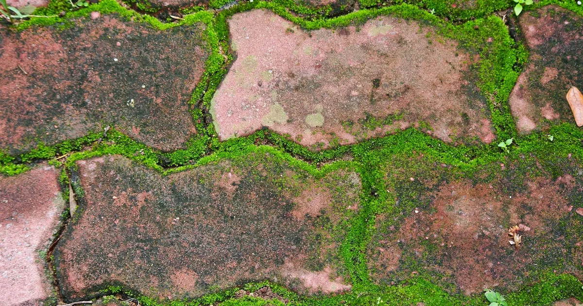 Effektiva huskurer mot mossa på trädgårdsgångar och terrasser