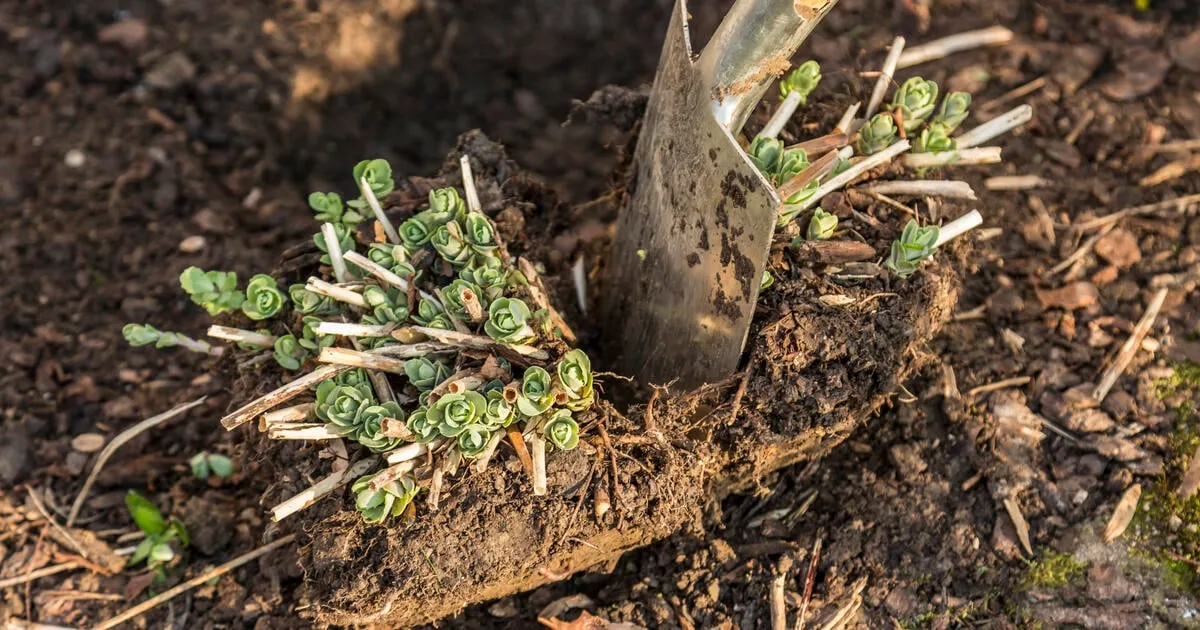 Här är de 3 trädgårdsjobben att ta tag i i mars!