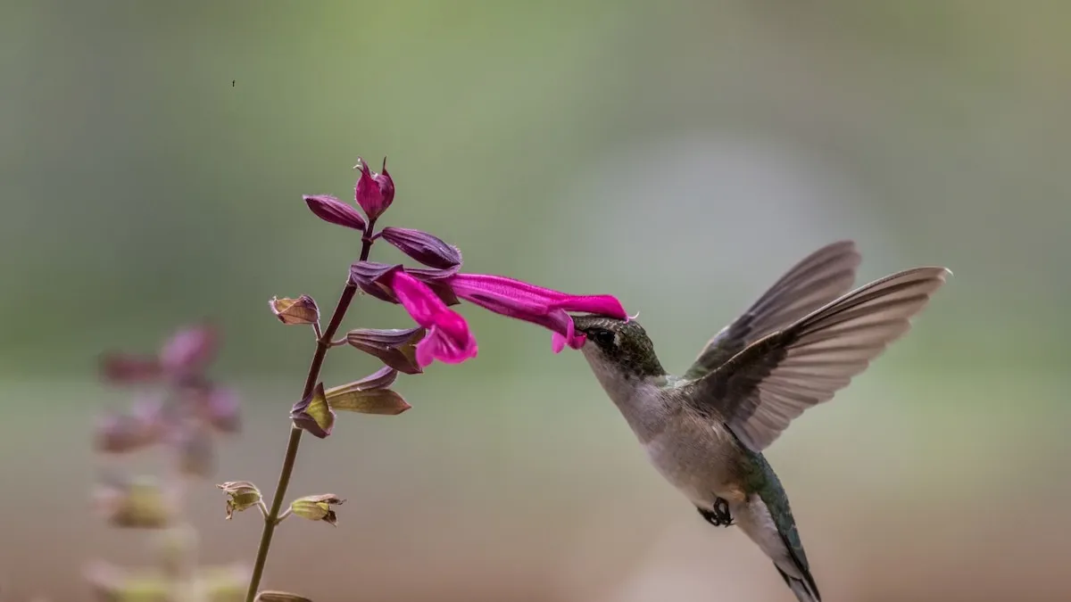 Varför kolibrier ofta kommer till trädgårdar: vad deras uppdykande betyder